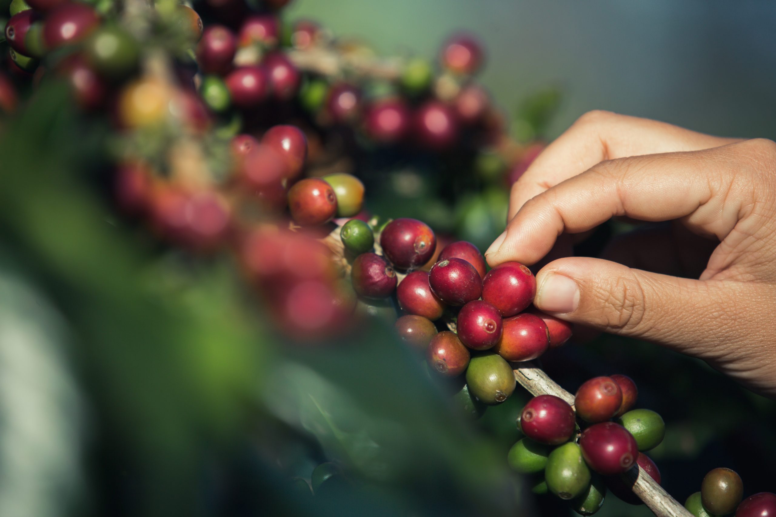 Grano de café en el árbol